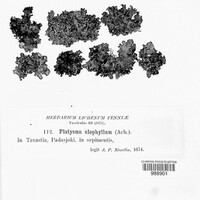 Cetraria sepincola image